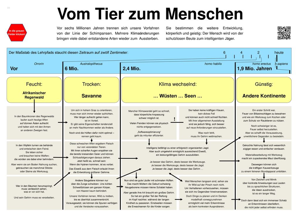 Vom Tier zum Menschen Vor 6 Mio. 2,4 Mio. 1,9 Mio. Jahren Feucht: