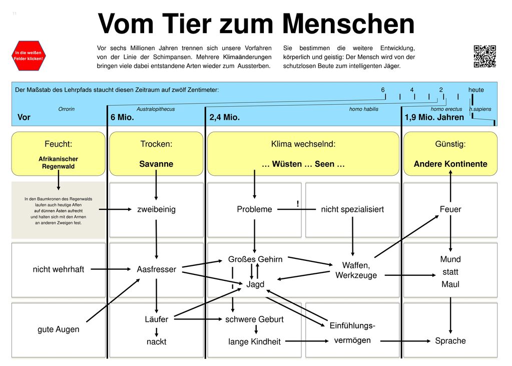 Vom Tier zum Menschen Vor 6 Mio. 2,4 Mio. 1,9 Mio. Jahren Feucht: