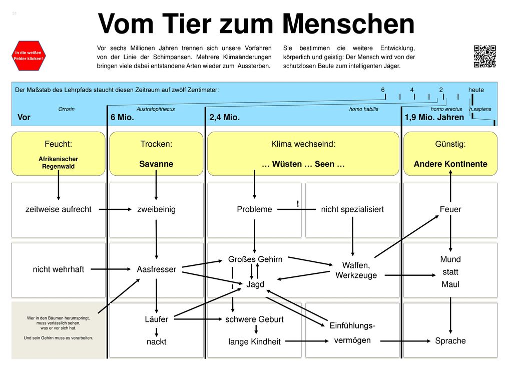 Vom Tier zum Menschen Vor 6 Mio. 2,4 Mio. 1,9 Mio. Jahren Feucht: