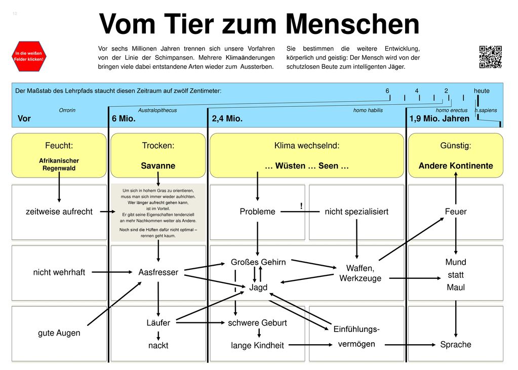 Vom Tier zum Menschen Vor 6 Mio. 2,4 Mio. 1,9 Mio. Jahren Feucht: