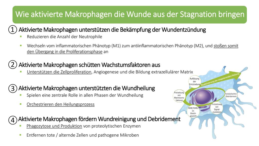 Wie aktivierte Makrophagen die Wunde aus der Stagnation bringen