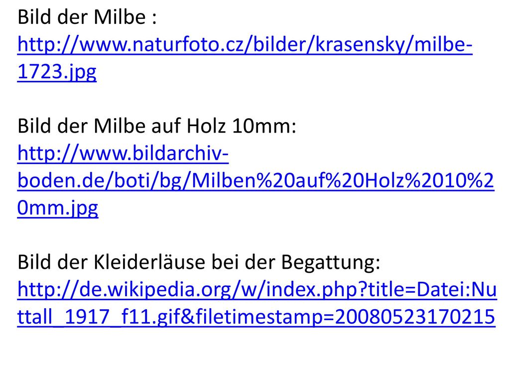 Bild der Milbe :   Bild der Milbe auf Holz 10mm:
