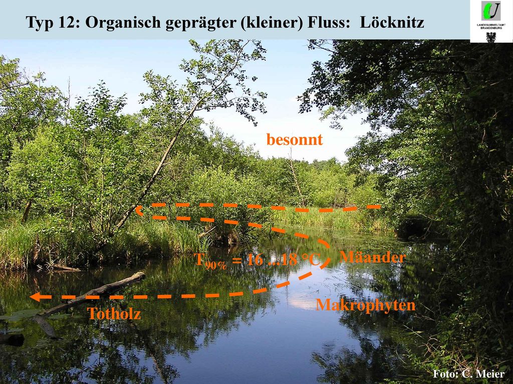Typ 11: Organisch geprägter Bach: Quellrhin b. Zechliner Hütte