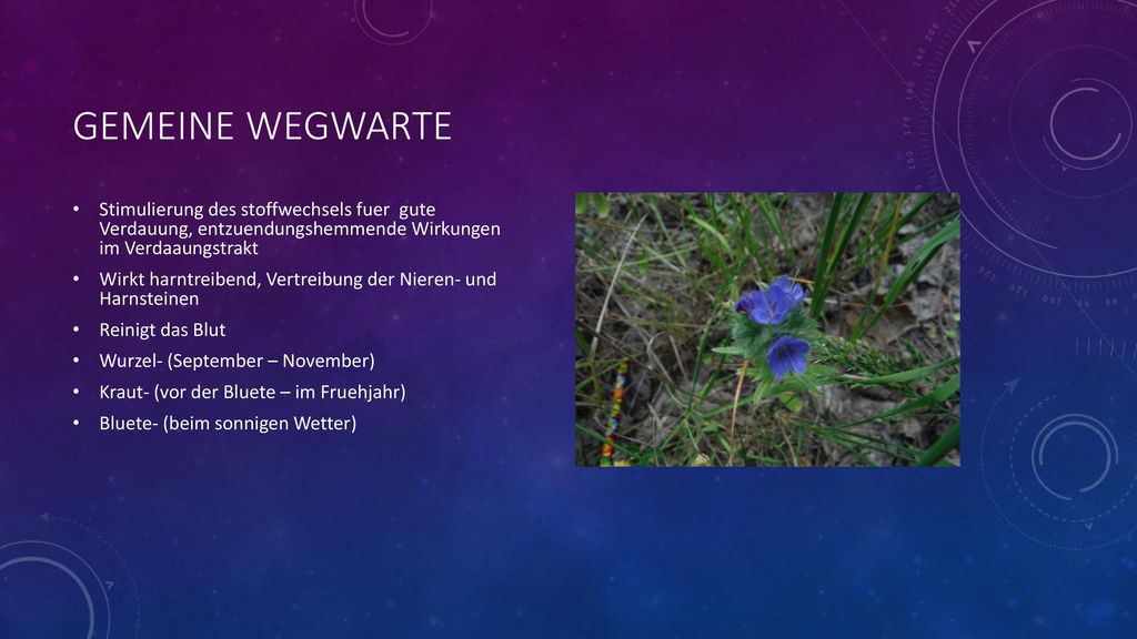 Gemeine Wegwarte Stimulierung des stoffwechsels fuer gute Verdauung, entzuendungshemmende Wirkungen im Verdaaungstrakt.