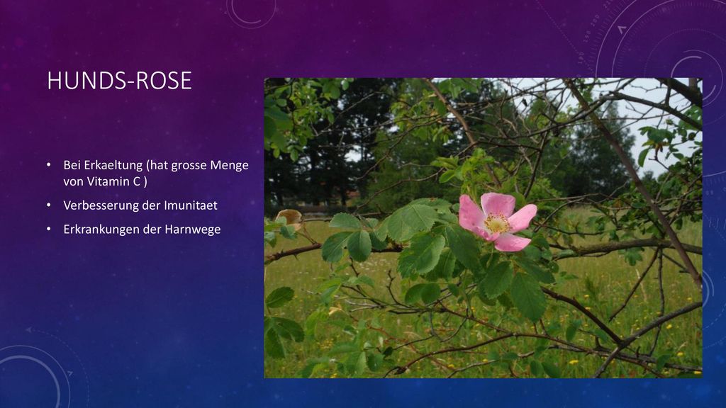 Hunds-rose Bei Erkaeltung (hat grosse Menge von Vitamin C )