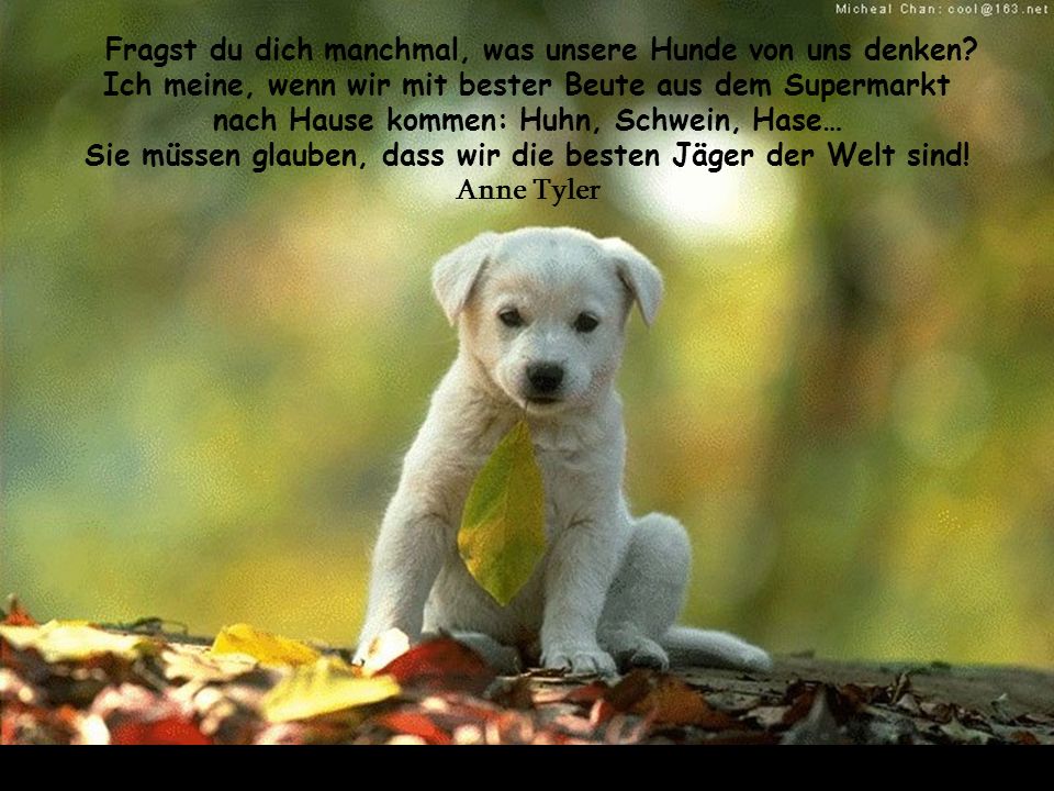 Fragst du dich manchmal, was unsere Hunde von uns denken