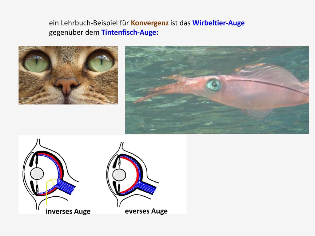 ein Lehrbuch-Beispiel für Konvergenz ist das Wirbeltier-Auge gegenüber dem Tintenfisch-Auge: