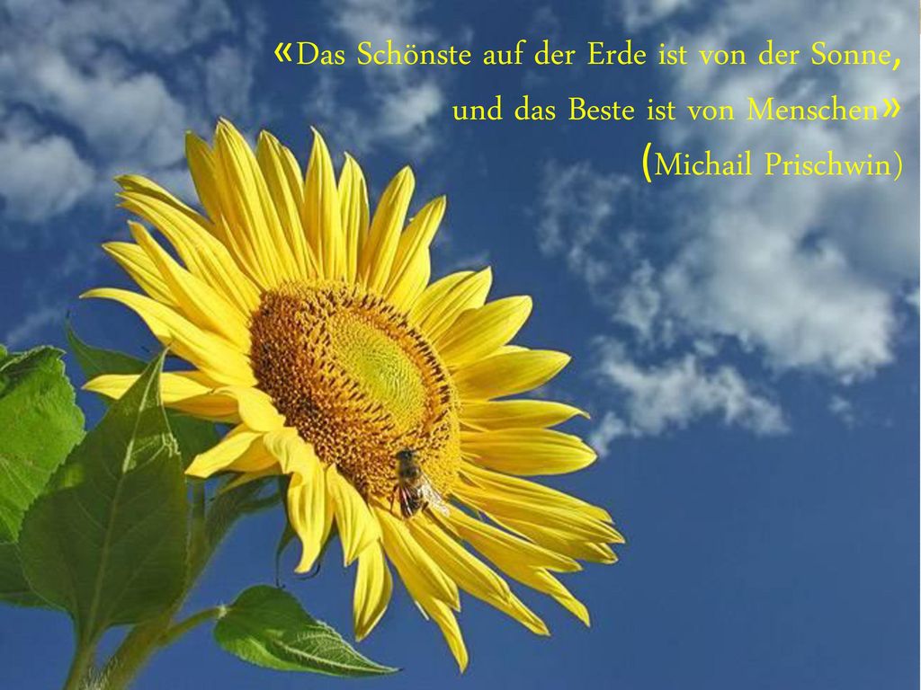 Die schönste Welt um uns herum ist in Gefahr. ppt herunterladen
