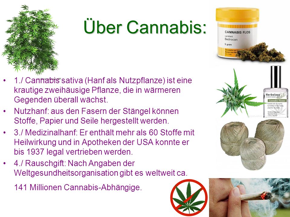 Über Cannabis: 1./ Cannabis sativa (Hanf als Nutzpflanze) ist eine krautige zweihäusige Pflanze, die in wärmeren Gegenden überall wächst.