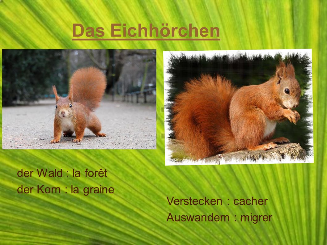 Das Eichhörchen der Wald : la forêt der Korn : la graine