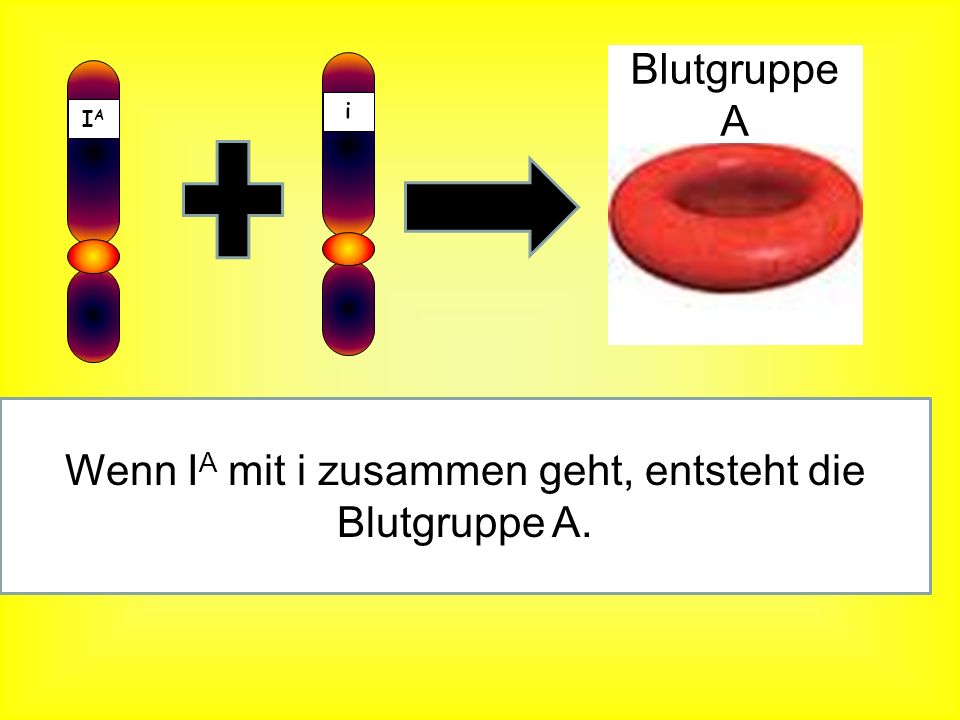 Wenn IA mit i zusammen geht, entsteht die Blutgruppe A.