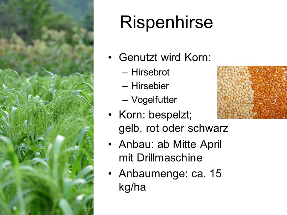 Rispenhirse Genutzt wird Korn: Korn: bespelzt; gelb, rot oder schwarz