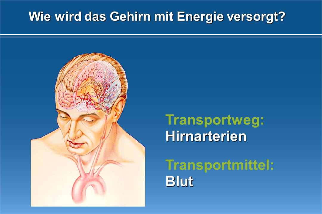 Wie wird das Gehirn mit Energie versorgt