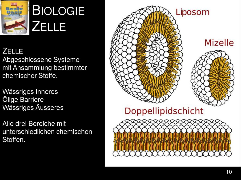 Biologie Zelle Zelle. Abgeschlossene Systeme mit Ansammlung bestimmter chemischer Stoffe. Wässriges Inneres.