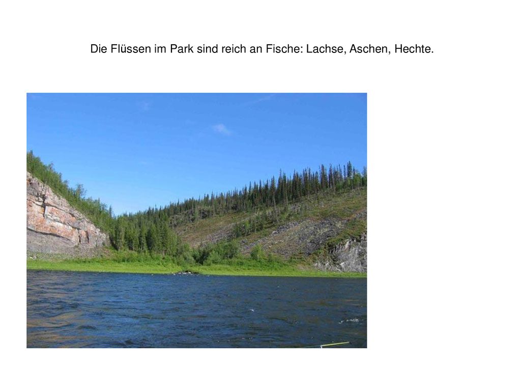 Die Flüssen im Park sind reich an Fische: Lachse, Aschen, Hechte.