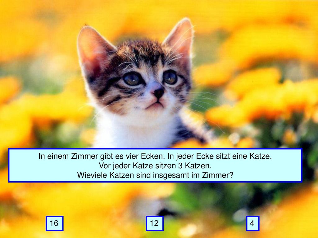 In einem Zimmer gibt es vier Ecken. In jeder Ecke sitzt eine Katze.