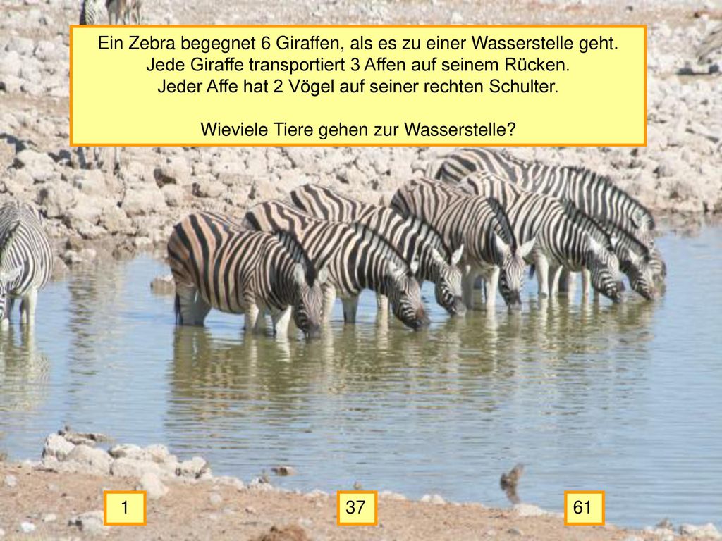 Ein Zebra begegnet 6 Giraffen, als es zu einer Wasserstelle geht.