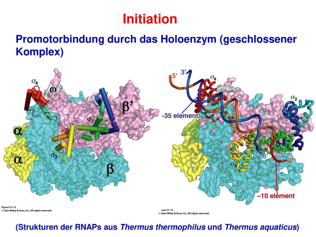 Initiation Promotorbindung durch das Holoenzym (geschlossener Komplex) (Strukturen der RNAPs aus Thermus thermophilus und Thermus aquaticus)