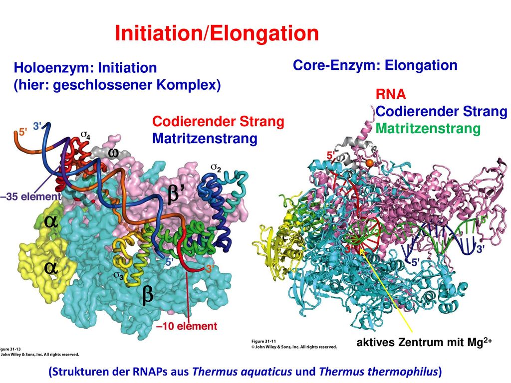 b’ a b Initiation/Elongation w Core-Enzym: Elongation