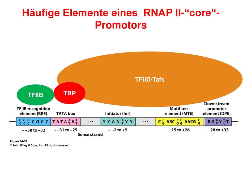 Häufige Elemente eines RNAP II- core -Promotors