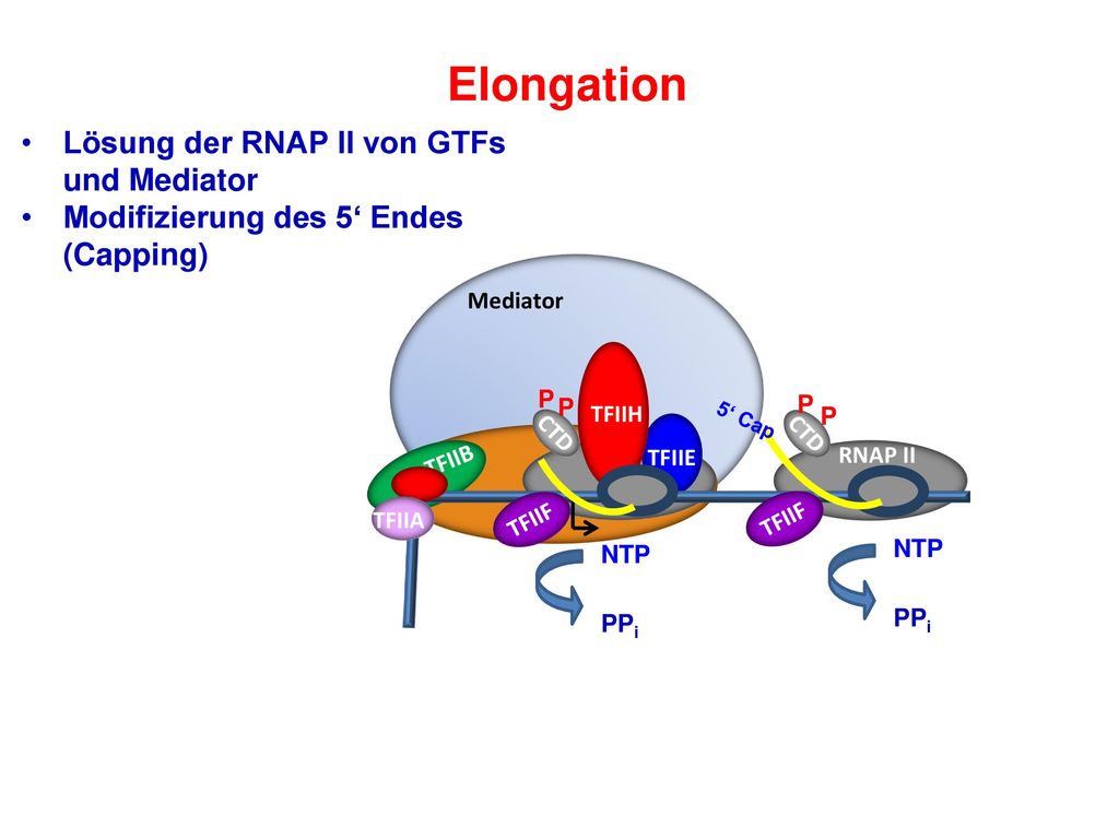 Elongation Lösung der RNAP II von GTFs und Mediator