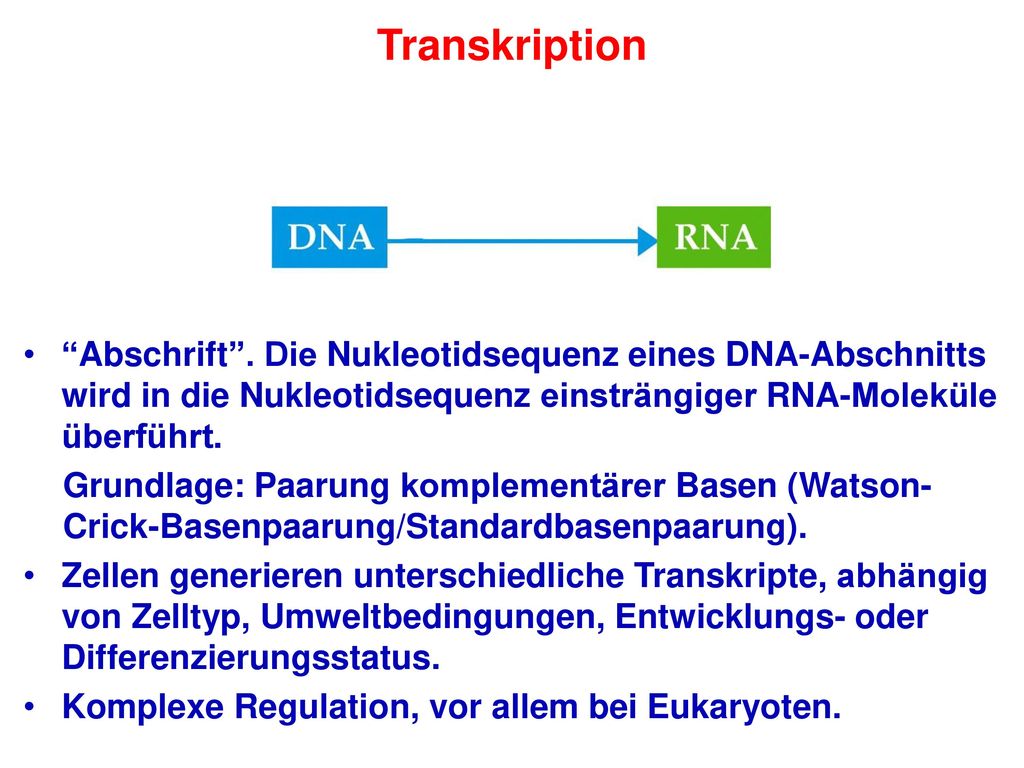 Transkription Abschrift . Die Nukleotidsequenz eines DNA-Abschnitts wird in die Nukleotidsequenz einsträngiger RNA-Moleküle überführt.