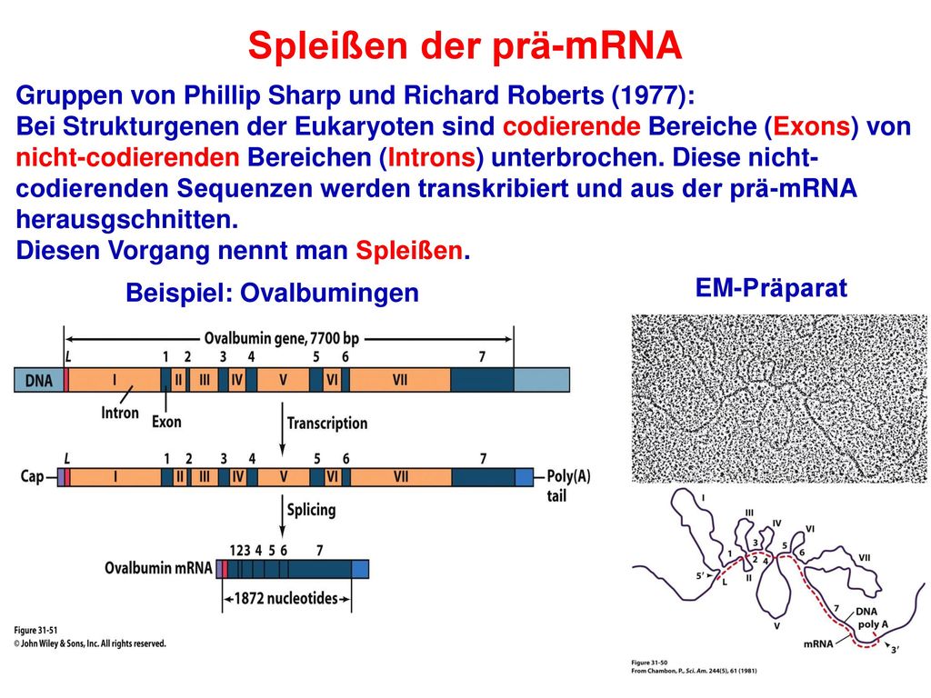 Spleißen der prä-mRNA Gruppen von Phillip Sharp und Richard Roberts (1977):