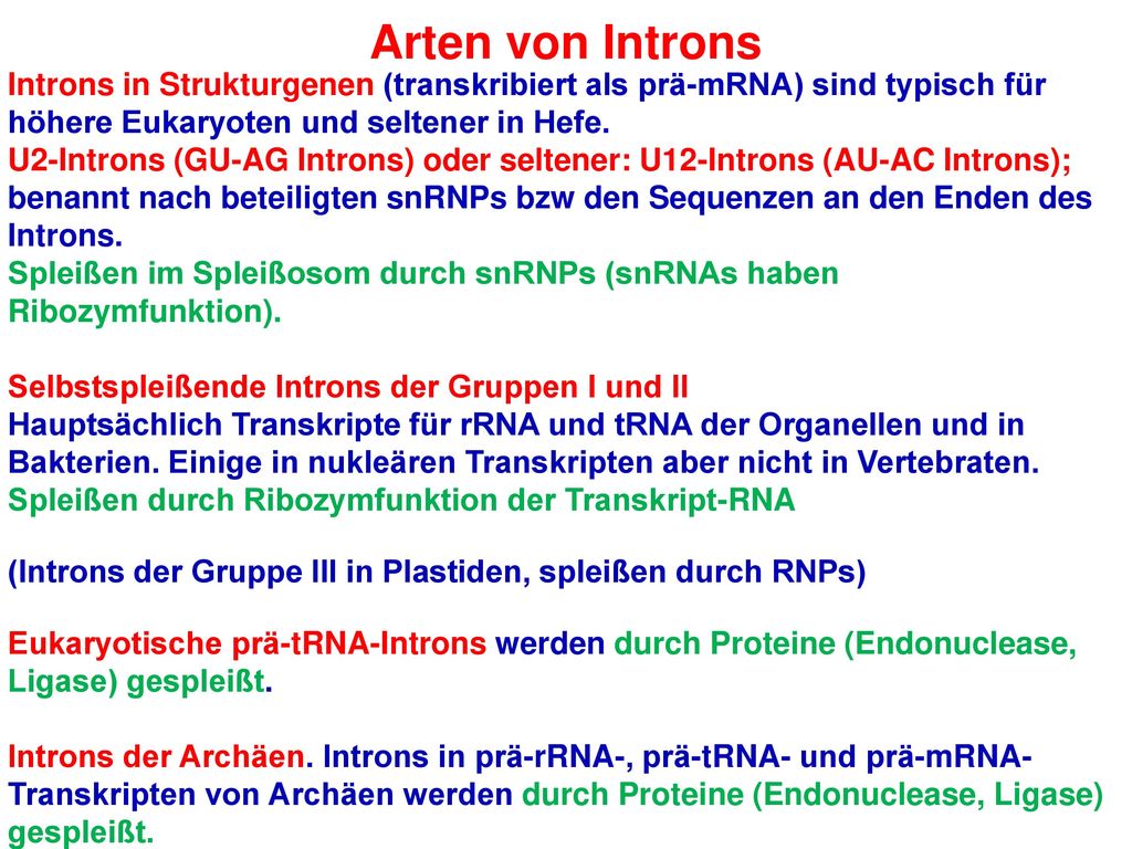Arten von Introns Introns in Strukturgenen (transkribiert als prä-mRNA) sind typisch für höhere Eukaryoten und seltener in Hefe.