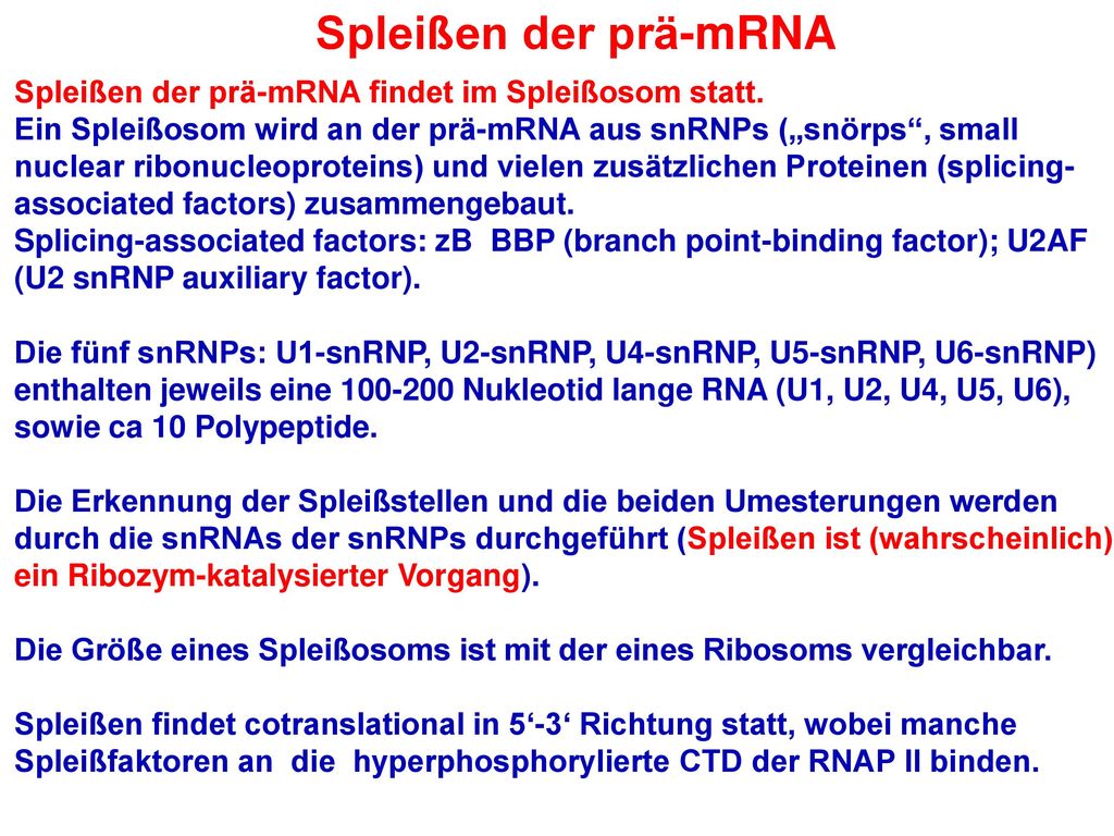 Spleißen der prä-mRNA Spleißen der prä-mRNA findet im Spleißosom statt.