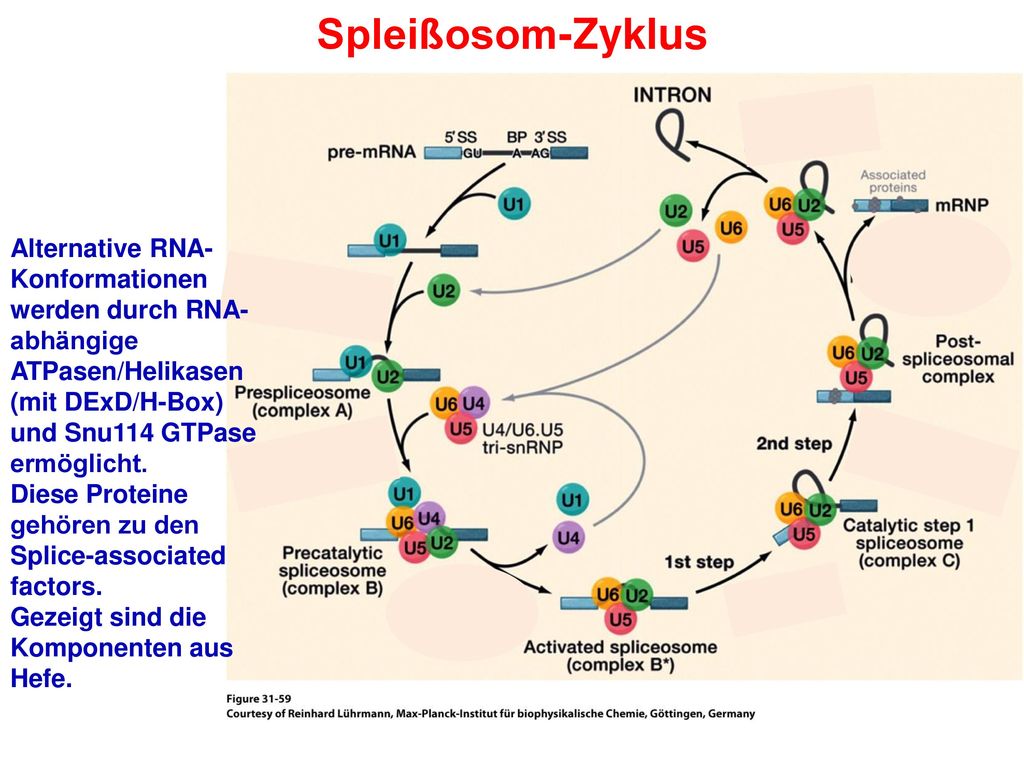 Spleißosom-Zyklus Alternative RNA-Konformationen werden durch RNA-abhängige ATPasen/Helikasen (mit DExD/H-Box) und Snu114 GTPase ermöglicht.