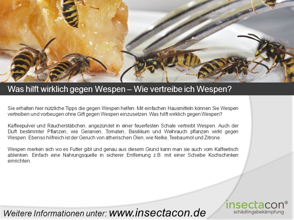 Inhaltsverzeichnis - Informationen über Wespen - ppt herunterladen