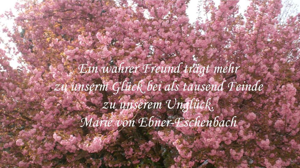 Ein wahrer Freund trägt mehr zu unserm Glück bei als tausend Feinde