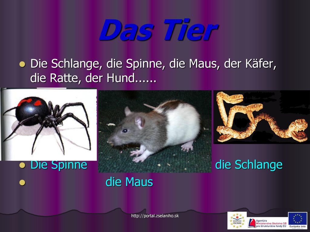 Das Tier Die Schlange, die Spinne, die Maus, der Käfer, die Ratte, der Hund Die Spinne die Schlange.