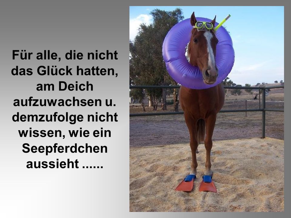 Für alle, die nicht das Glück hatten, am Deich aufzuwachsen u
