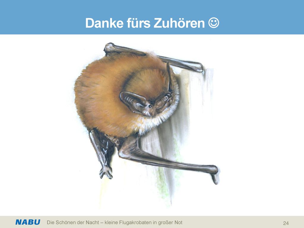 Danke fürs Zuhören  Die Schönen der Nacht – kleine Flugakrobaten in großer Not