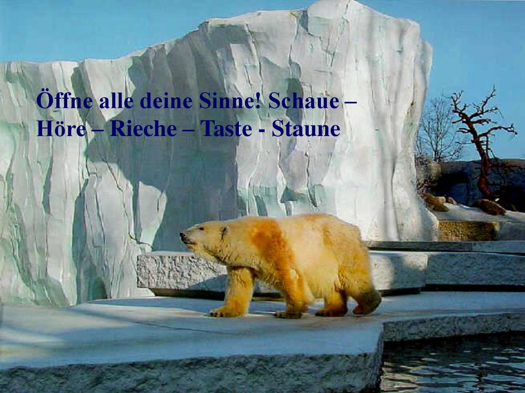 Öffne alle deine Sinne! Schaue – Höre – Rieche – Taste - Staune