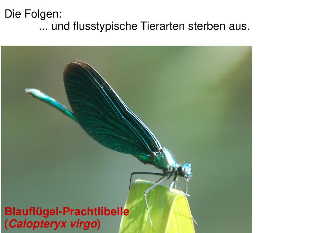 Die Folgen: ... und flusstypische Tierarten sterben aus.