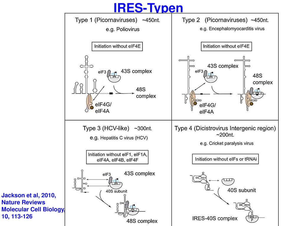 IRES-Typen Jackson et al, 2010, Nature Reviews Molecular Cell Biology, 10,