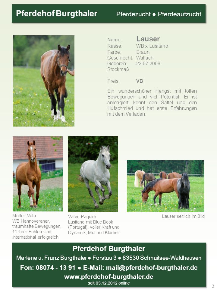 Name: Lauser Rasse: WB x Lusitano Farbe: Braun Geschlecht: Wallach