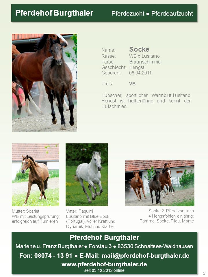 Name: Socke Rasse: WB x Lusitano Farbe: Braunschimmel