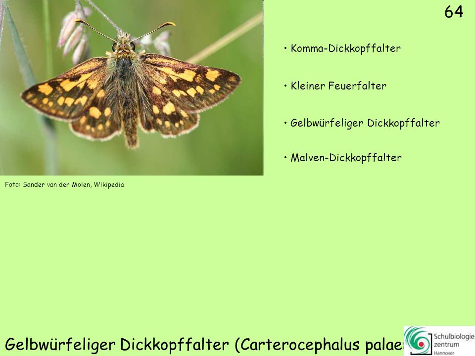 Dunkler Dickkopffalter (Erynnis tages)