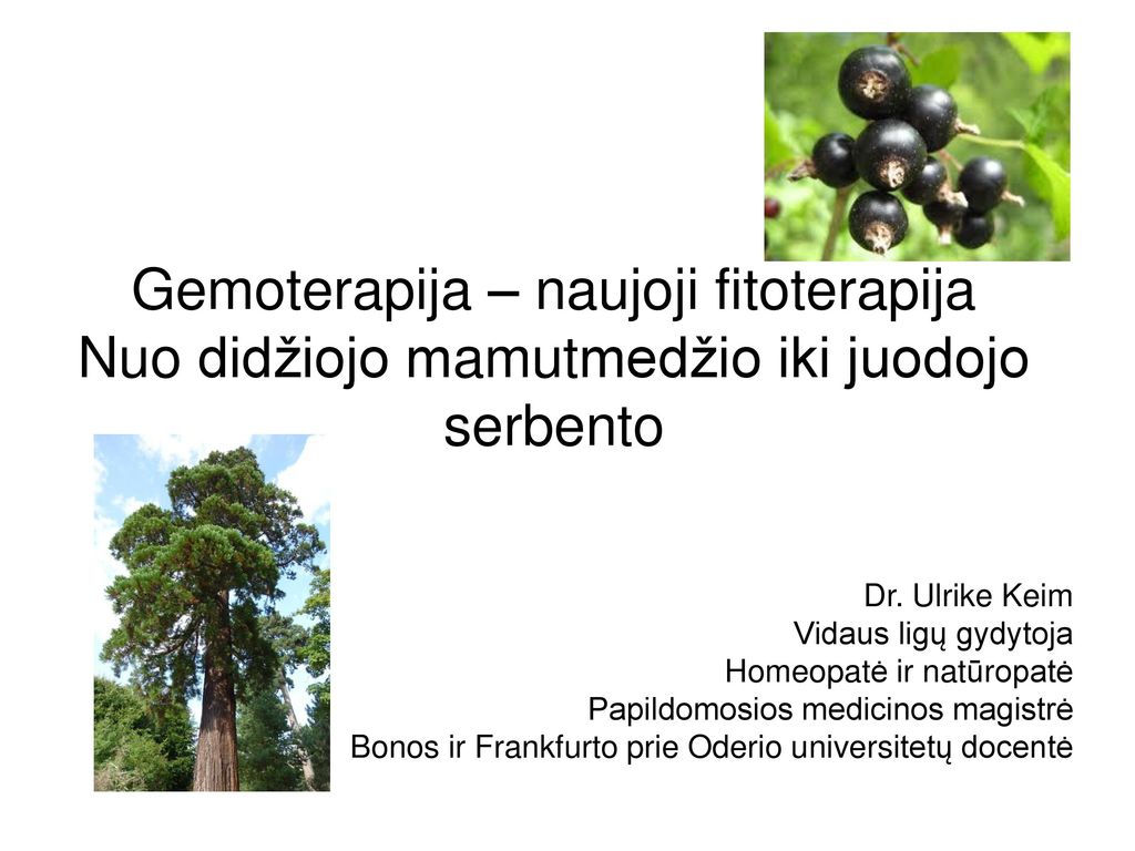 Gemoterapija – naujoji fitoterapija Nuo didžiojo mamutmedžio iki juodojo serbento