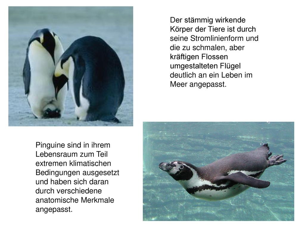 Der stämmig wirkende Körper der Tiere ist durch seine Stromlinienform und die zu schmalen, aber kräftigen Flossen umgestalteten Flügel deutlich an ein Leben im Meer angepasst.