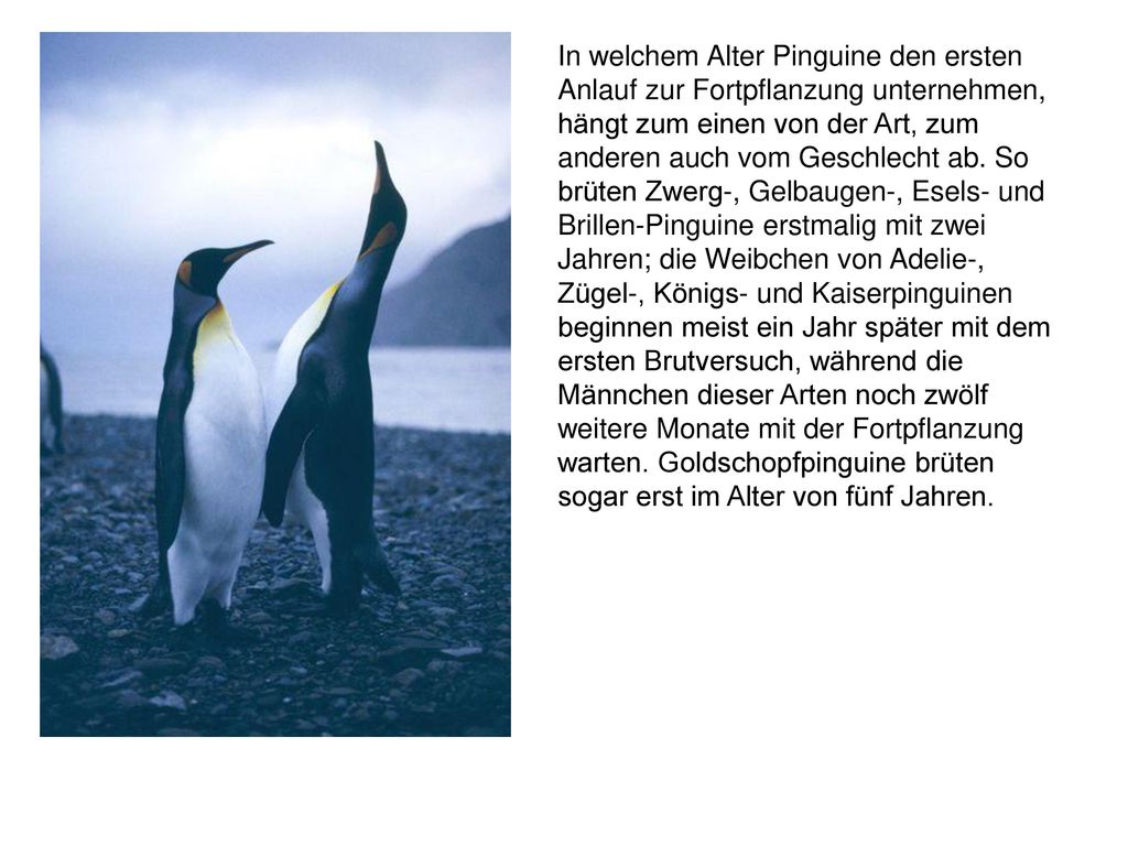 In welchem Alter Pinguine den ersten Anlauf zur Fortpflanzung unternehmen, hängt zum einen von der Art, zum anderen auch vom Geschlecht ab.