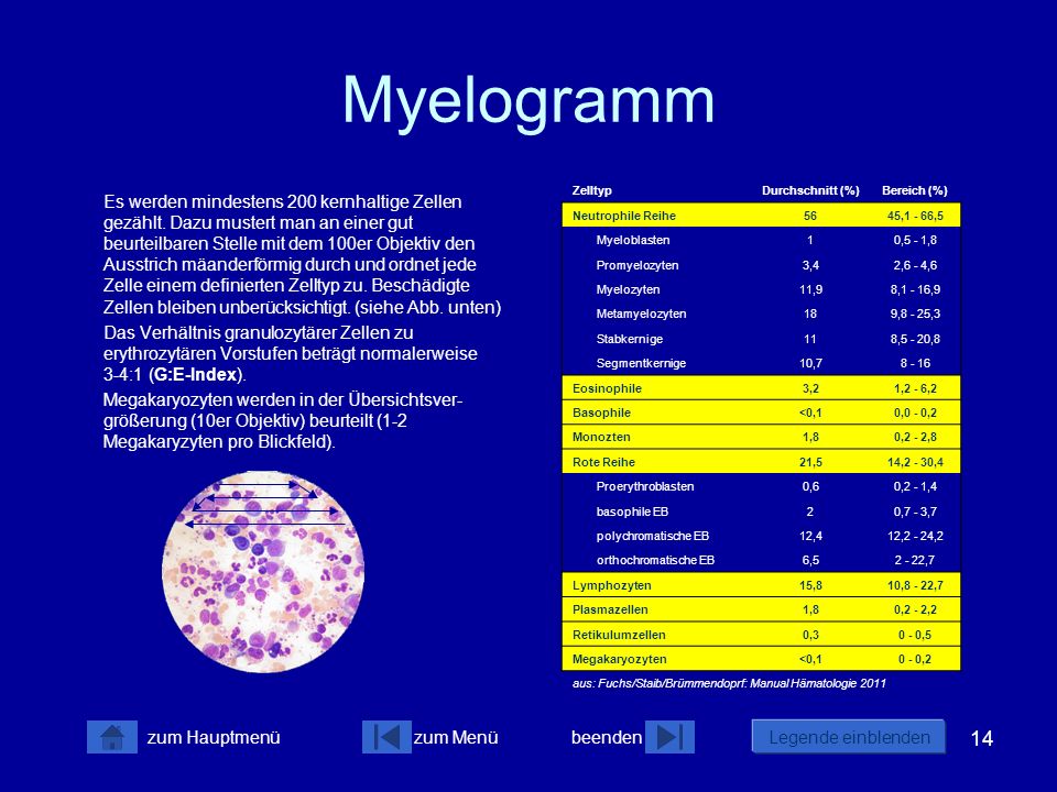Myelogramm Zelltyp. Durchschnitt (%) Bereich (%) Neutrophile Reihe ,1 - 66,5. Myeloblasten.