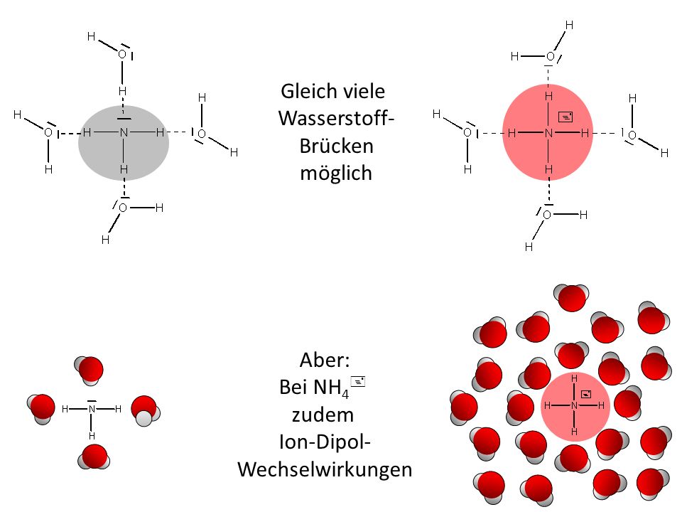 Gleich viele Wasserstoff- Brücken möglich Aber: Bei NH4+ zudem Ion-Dipol- Wechselwirkungen