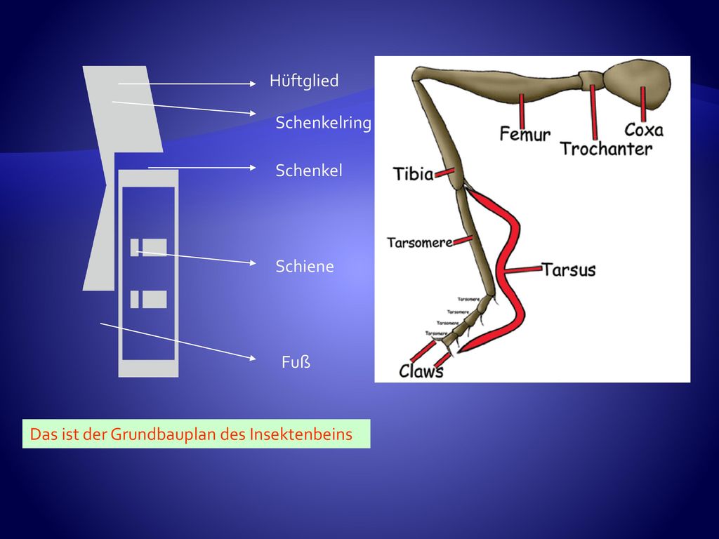 Hüftglied Schenkelring Schenkel Schiene Fuß Das ist der Grundbauplan des Insektenbeins