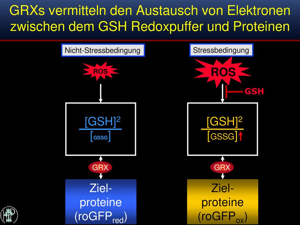 GRXs vermitteln den Austausch von Elektronen zwischen dem GSH Redoxpuffer und Proteinen