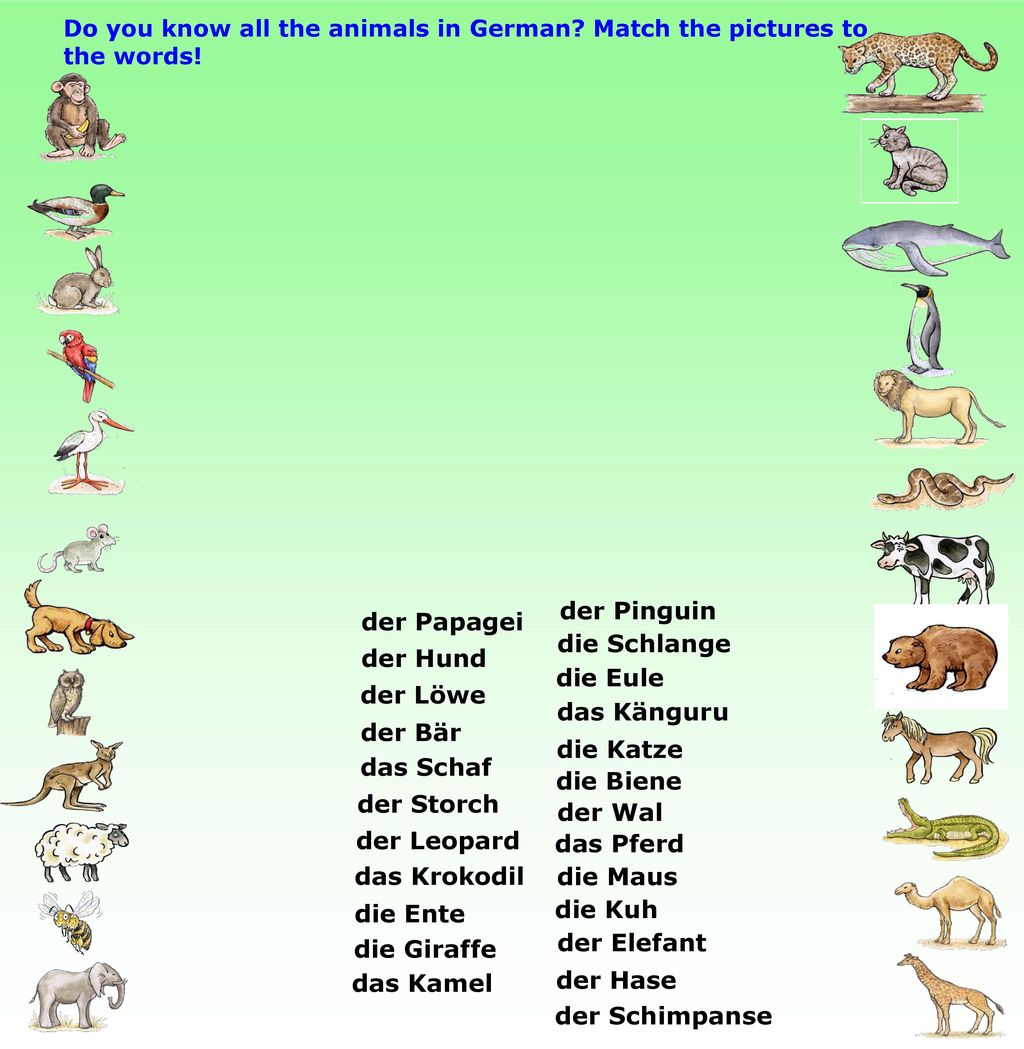 der Pinguin der Papagei die Schlange der Hund die Eule der Löwe