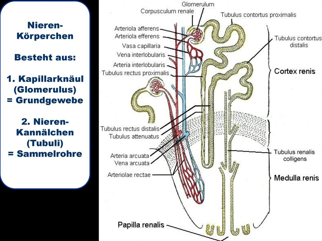 Nieren- Körperchen. Besteht aus: 1. Kapillarknäul. (Glomerulus) = Grundgewebe. 2. Nieren- Kannälchen.